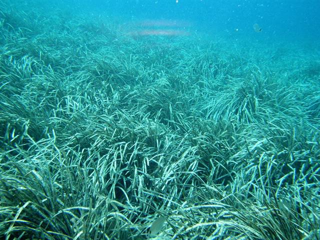 Herbier de Posidonia oceanica (Posidonie méditerranéenne)