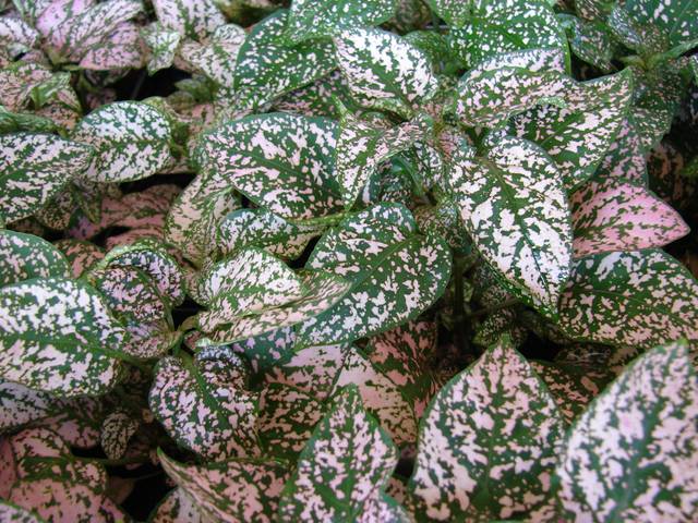 Hypoestes phyllostachya