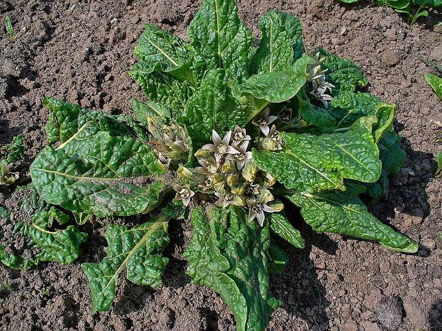 Mandragore, Mandragora officinarum