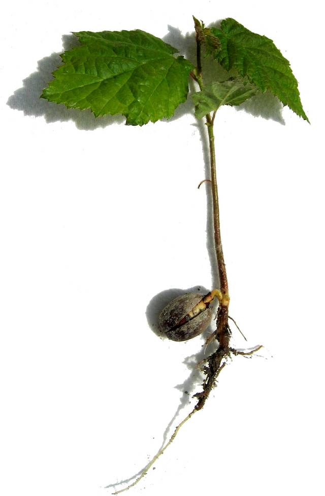 Germination d'une noisette - jeune plant de noisetier