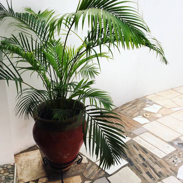 Palmier en pot dans une courette