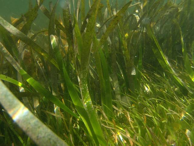 Posidonia Australis Une Plante Marine Essentielle à La Biodiversité