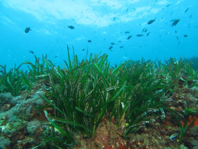 Posidonia oceanica