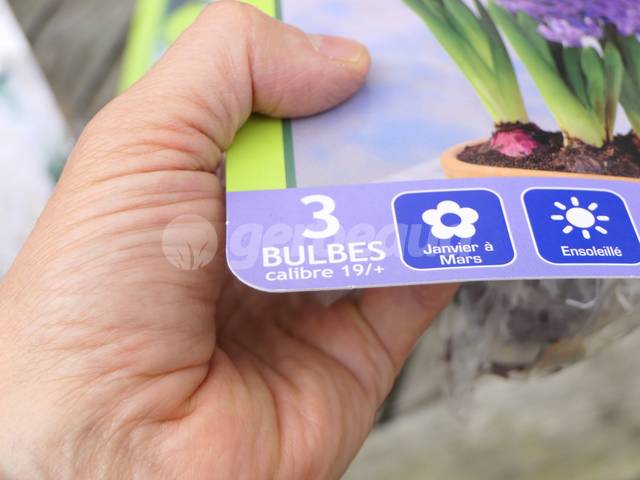 Sachet de bulbes : mention du calibre (ici, 19/+)