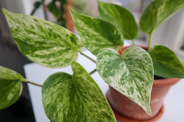 cliquez pour voir la suite Scindapsus (Pothos)