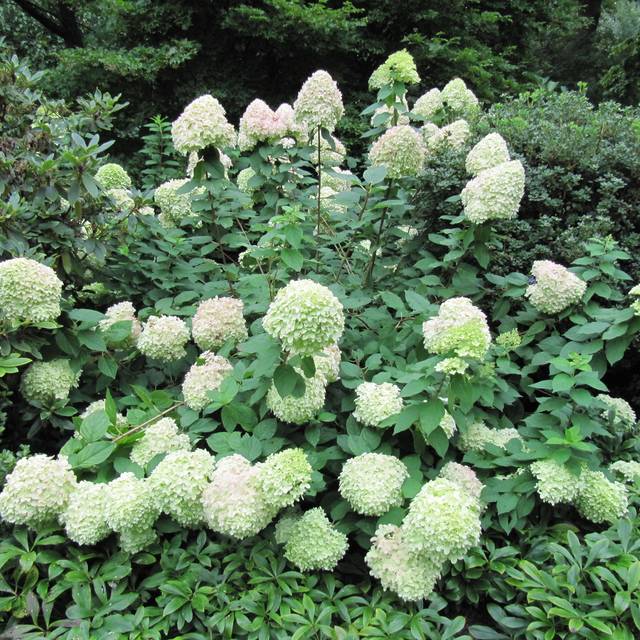Hortensia paniculé Limelight - Flickr - Leonora (Ellie) Enking