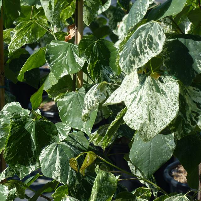 Cercis canadensis 'Alley Cat' - feuilles