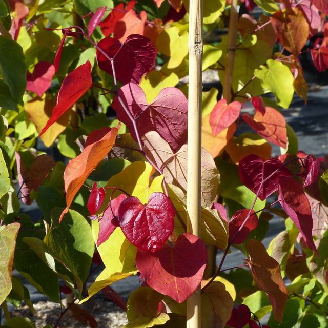 Cercis canadensis 'Eternal Flame' - feuilles