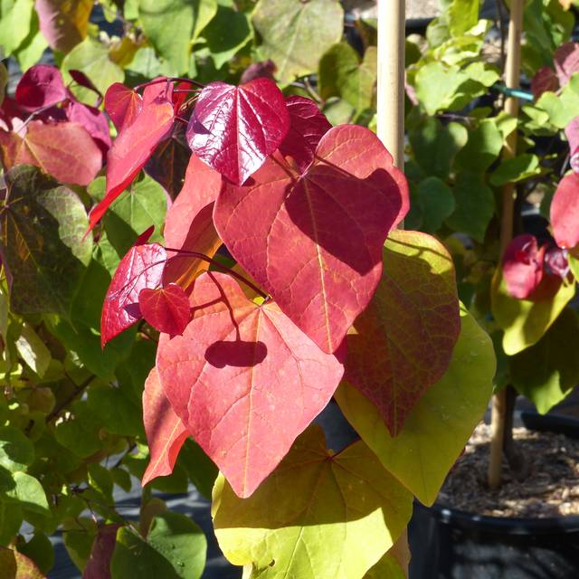 Cercis canadensis 'Eternal Flame' - feuillage