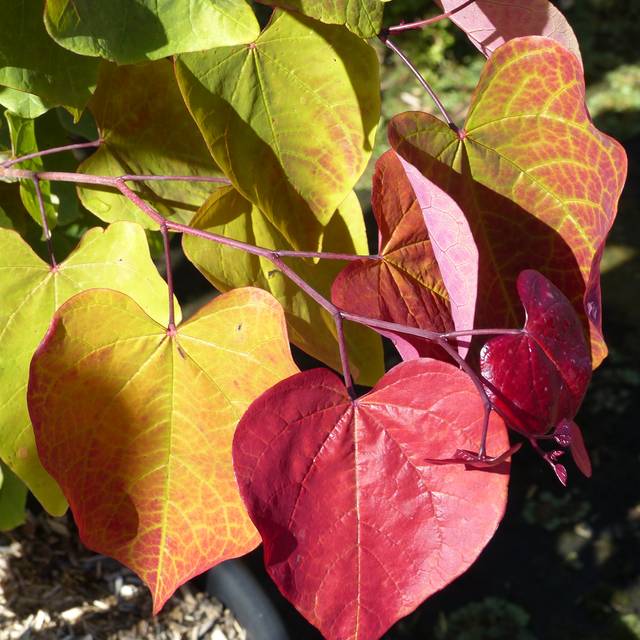 Cercis canadensis 'Eternal Flame' - feuillage estival