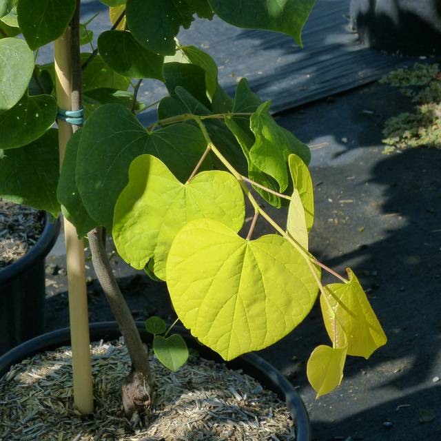 Cercis canadensis 'Heats of Gold' - feuilles