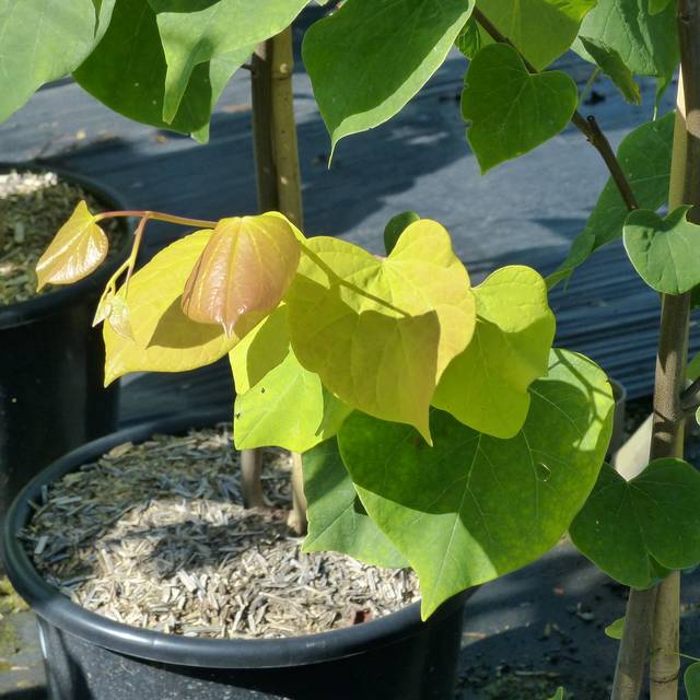 Cercis canadensis 'Hearts of Gold' - feuillage