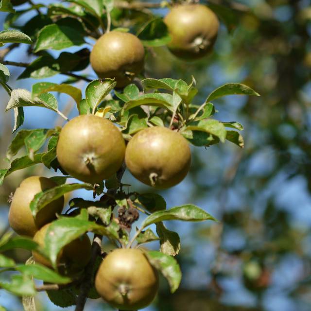 Pomme 'Reinette grise du Canada'