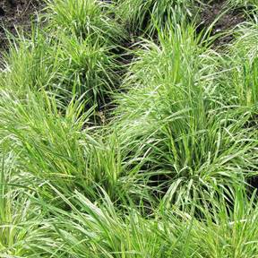 Panicum : Plantation, Culture, Espèces Et Variétés