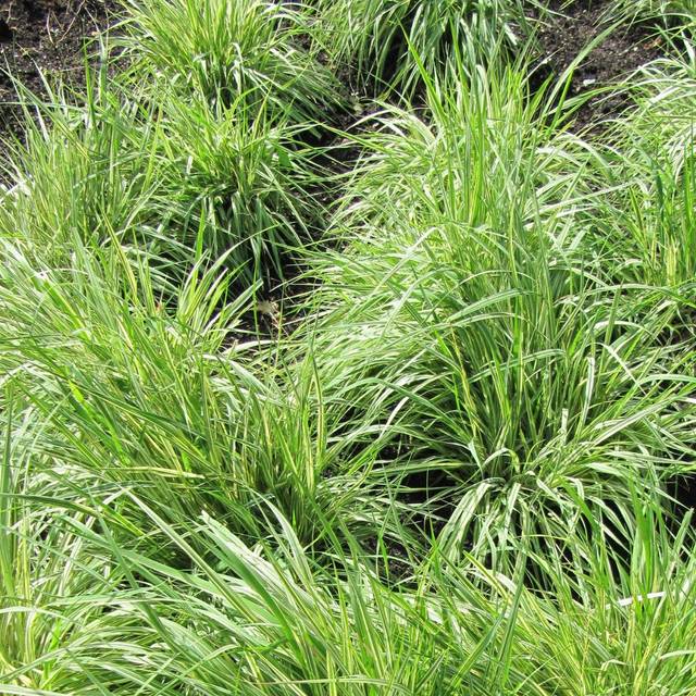 Molinia caerulea 'Variegata' - Flickr Leonora (Ellie) Enking