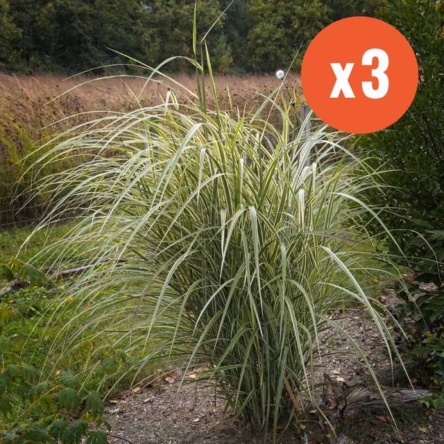Miscanthus sinensis 'Variegatus' - Flickr F. D. Richards X3