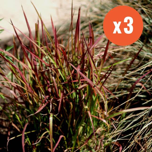 Imperata cylindrica 'Red Baron' - Flickr F. D. Richards X3