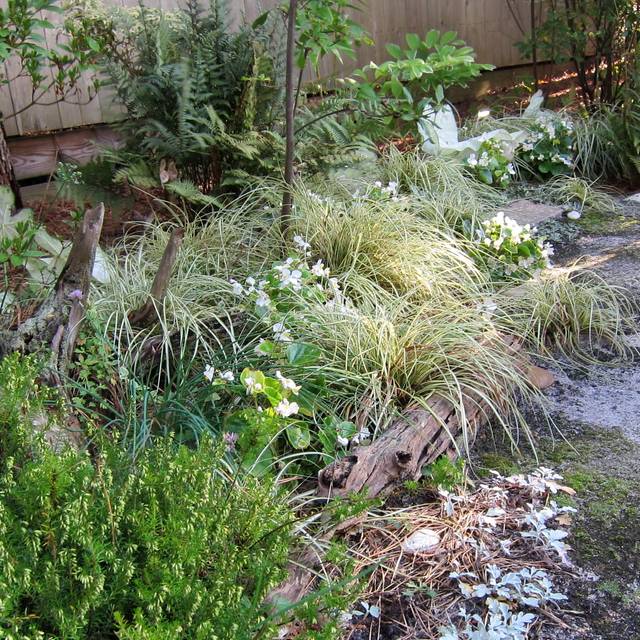 Carex oshimensis 'Evergold' - Flickr cultivar413 - Massif