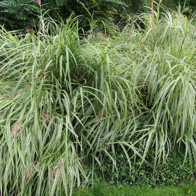 Miscanthus sinensis 'Variegatus' - Flickr Leonora (Ellie) Enking