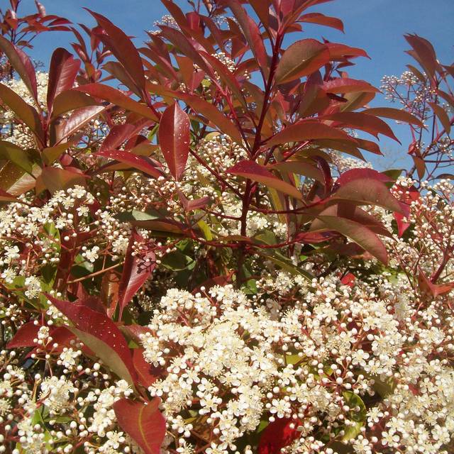 Photinia Red Robin - Flickr - miluz