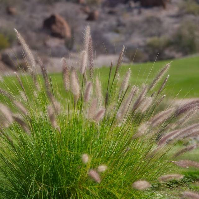 Pennisetum alopecuroides 'Little Bunny' - Flickr Kirt Edblom 2