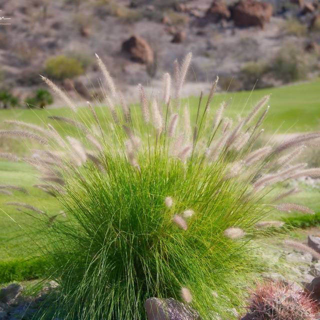 Pennisetum alopecuroides 'Little Bunny' - Flickr Kirt Edblom 1