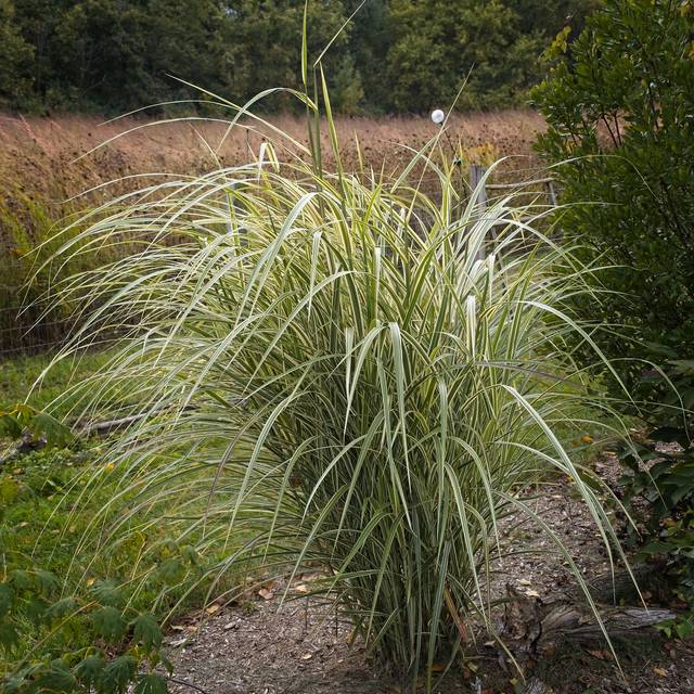 Miscanthus sinensis 'Variegatus' - Flickr F. D. Richards - 1