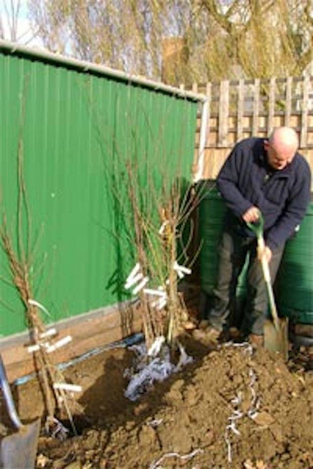 Arbres mis en jauge