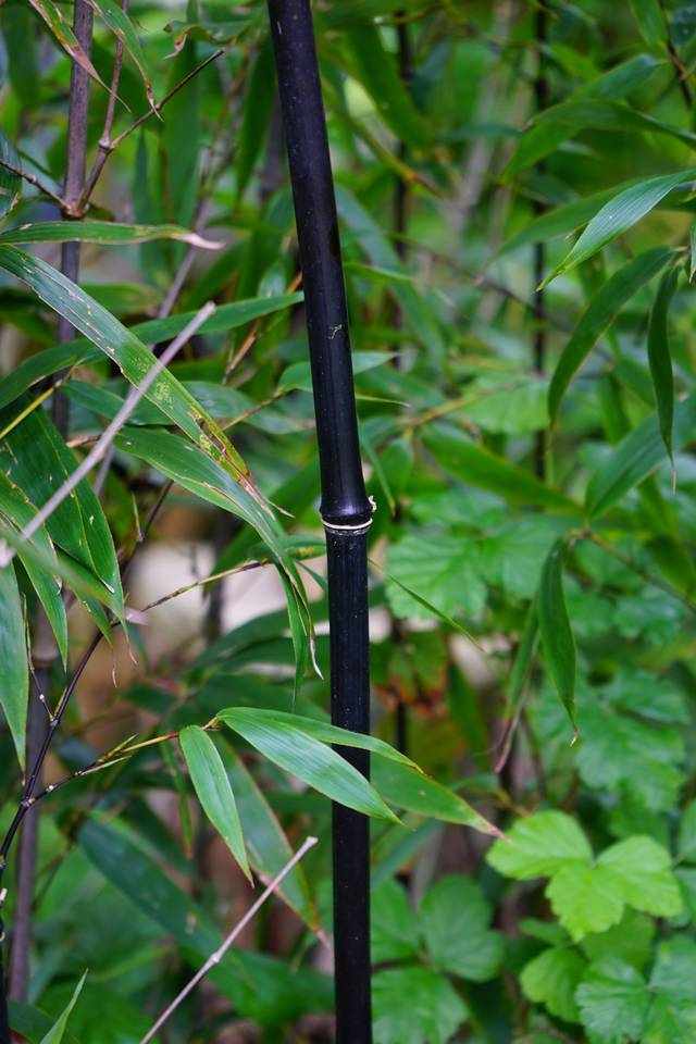 Tige de bambou noir (Phyllostachys nigra)