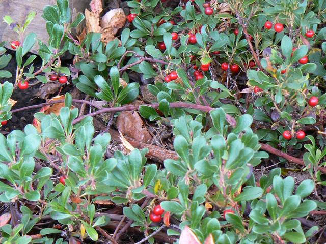 Arctostaphylos uva-ursi, busserole