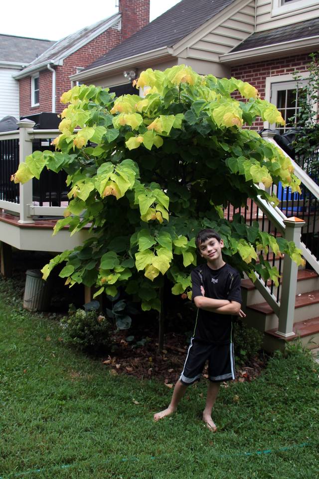Cercis canadensis - 1 an après plantation