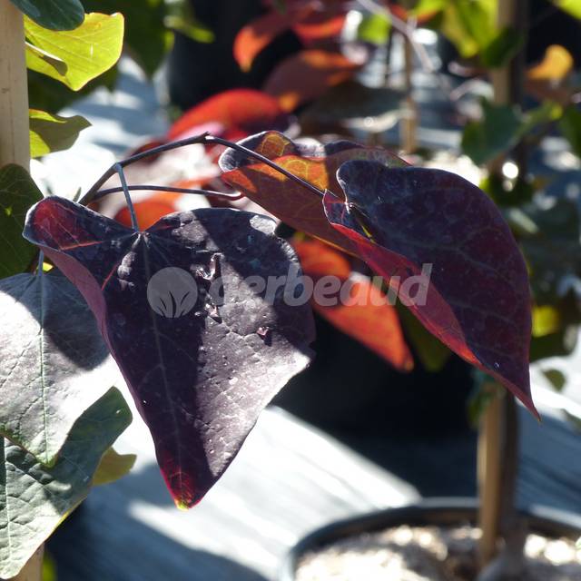 Cercis canadensis 'Ace of Hearts' - feuilles en forme de coeur