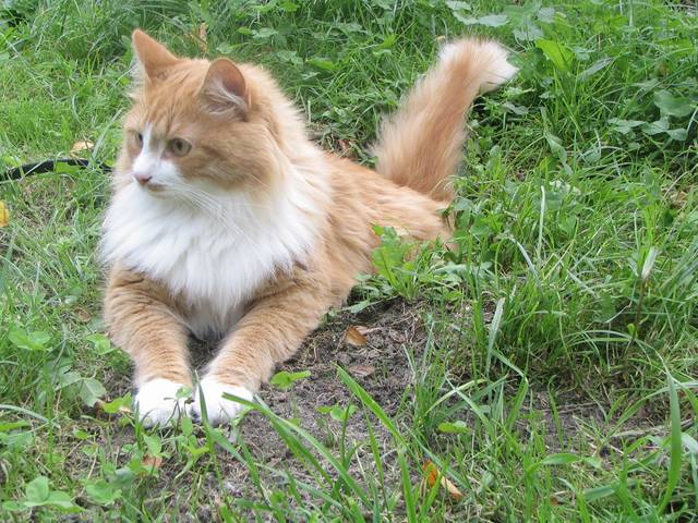 Chat sibérien