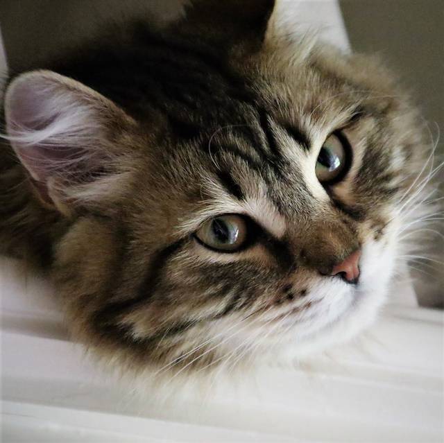 Chat de Sibérie