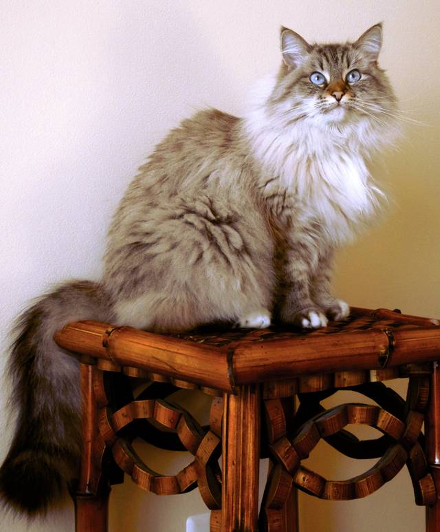 Chat sibérien