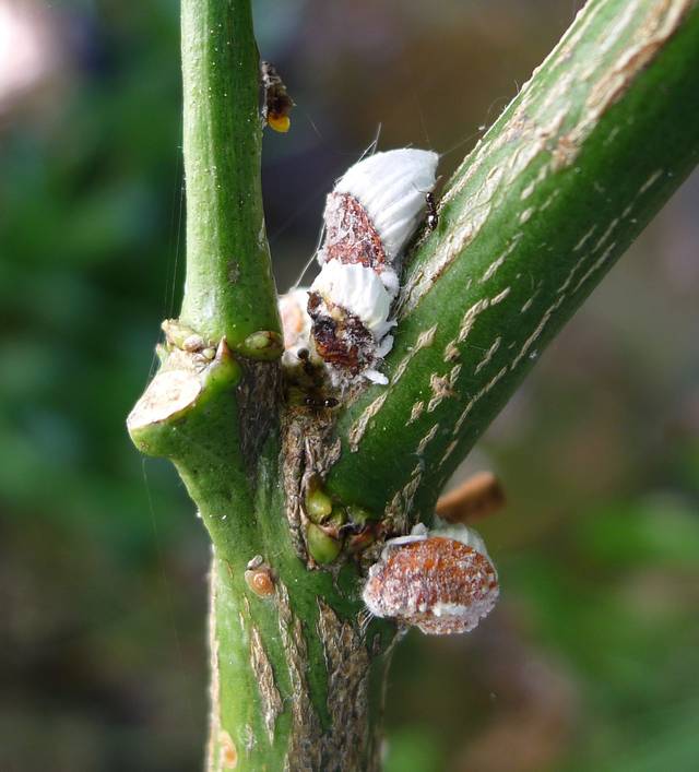 La cochenille des agrumes : un insecte dans un insecte dans un