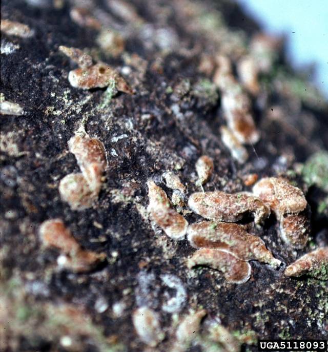 Cochenille asiatique des agrumes, Unaspis yanonensis