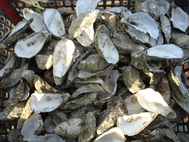 Comment recycler les coquilles d'huîtres au jardin ?