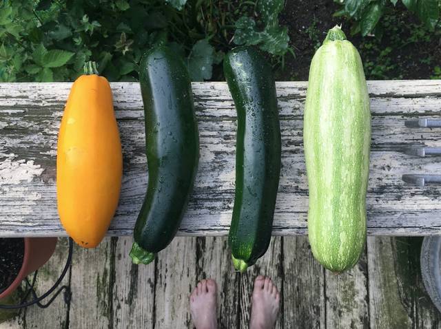 Courgettes variées