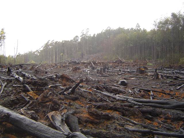 Déforestation par brûlis
