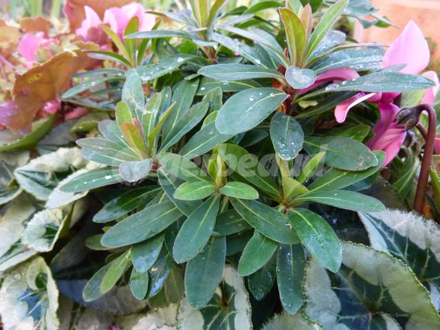 Euphorbe Ephantia