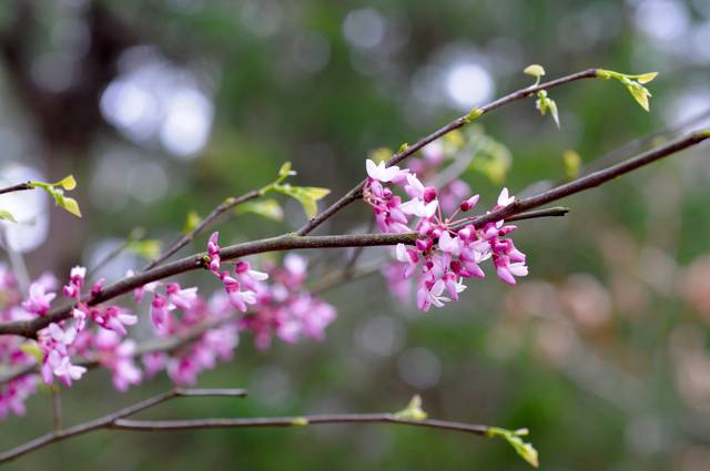 Floraison printanière du gainier du Canada