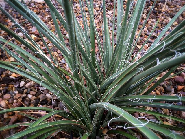 Hesperaloe parviflora : feuillage