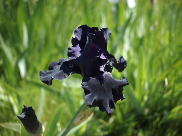 Iris noir