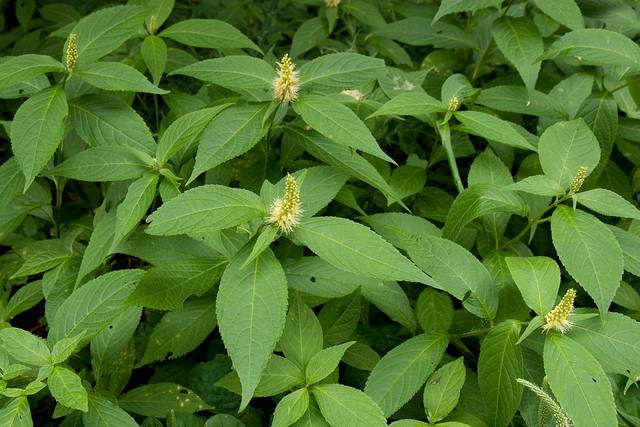 Leucosceptrum japonicum