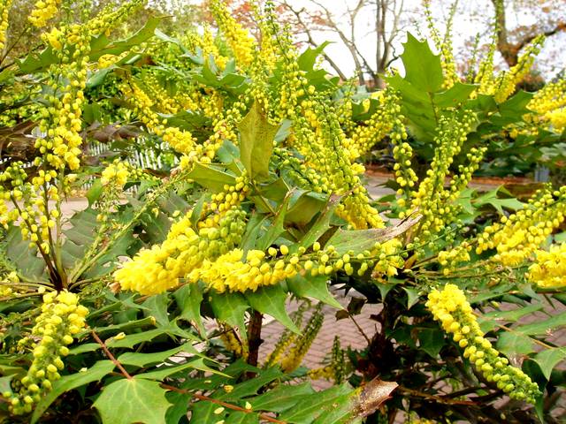 Mahonia en fleurs, avec ses feuilles épineuses