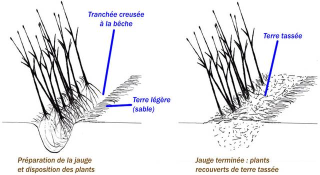 Mise en jauge : schéma de principe (d'après Prom'Haies www.promhaies.net)