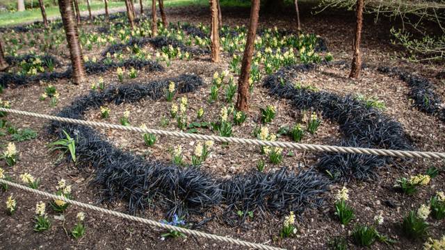 Gazon noir (Ophiopogon planiscapus 'Nigrescens')