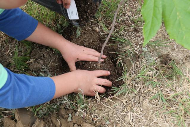 Plantation