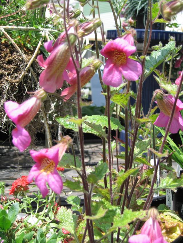 Touffe de digital de Chine (Rehmannia Elata)